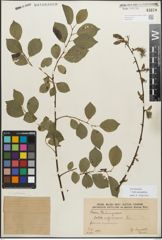 Foto von Salix myrsinifolia Salisb.